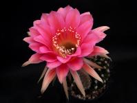 Thumbnail of 1515_Echinopsis Hybride Doris_20130807_01(1).JPG